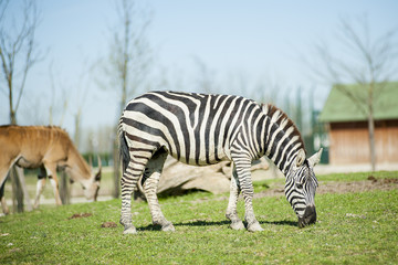Obraz premium Zebra