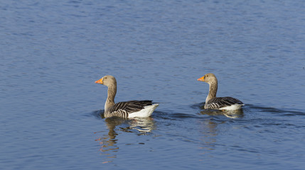 Pair of Greylag Geese.
