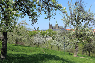 View on the spring Prague gothic Castle, Czech Republic