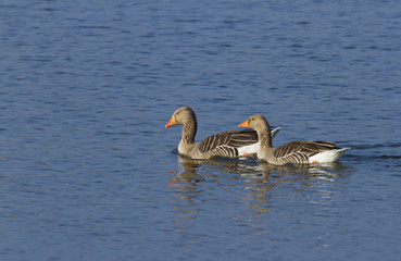 Pair of Greylag Geese.