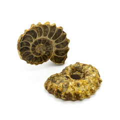 Two ammonites
