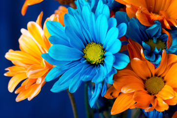 Brightly Colored Daisies