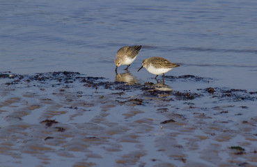 Pair of Sanderlings.