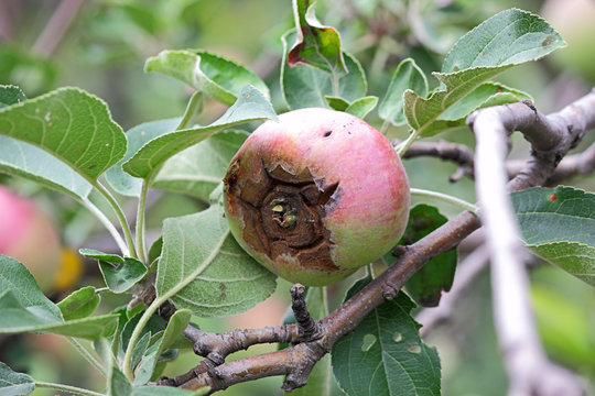 The fruit of the apple diseased