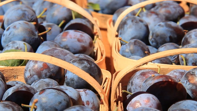 Prune Plums 1. Freshly picked purple prune plums in baskets at a farmers' market.