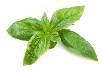 Basil isolated on white.