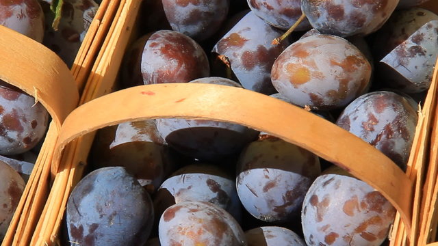 Prune Plums 2. Freshly picked purple prune plums in baskets at a farmers' market.