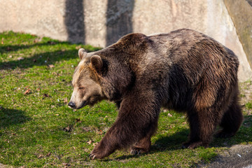 Brown Bear