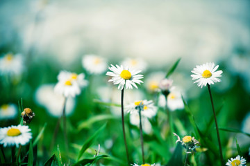 Meadow daisies flowers