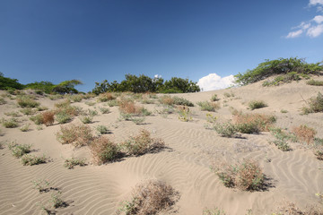 République Dominicaine - Las dunas de las Salinas, le désert