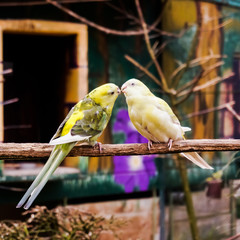 Two Small Parrots Kissing on Tree Branch