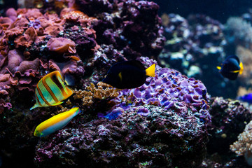 Naklejka na ściany i meble tropical fishes meet in blue coral reef sea water aquarium. Unde