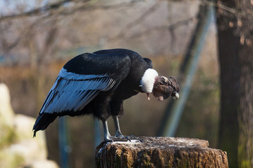 Griffon vulture . Gyps fulvus