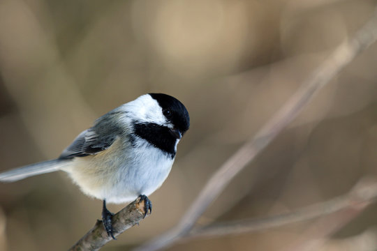 M&eacute;sange &agrave; t&ecirc;te noire