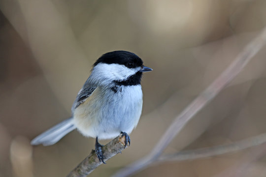 M&eacute;sange &agrave; t&ecirc;te noire