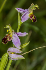 Obraz premium Bee Orchids. Ophrys Apifera.