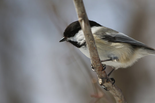 M&eacute;sange &agrave; t&ecirc;te noire