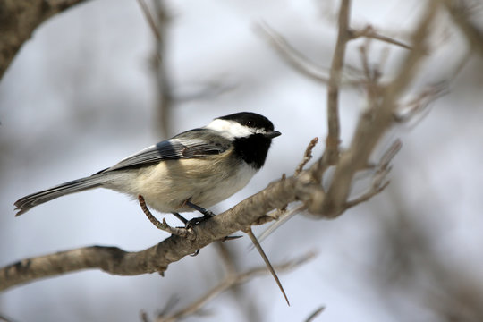 M&eacute;sange &agrave; t&ecirc;te noire