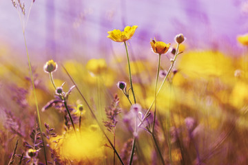 Yellow flowers lit by sun rays