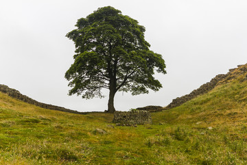 Obraz premium Sycamore Gap, Hadrian's Wall, Northumberland, England.