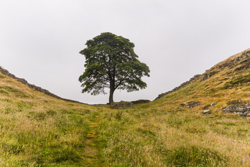 Sycamore Gap, Hadrian's Wall, Northumberland, England.