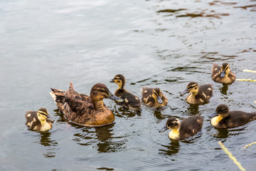 Mother Duck with new born ducklings