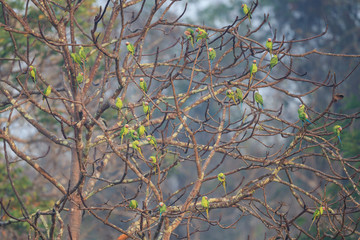 A group of blossom headed parakeets sitting on a tree
