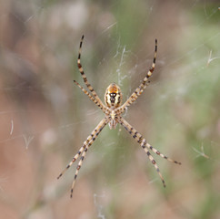 aranha na teia