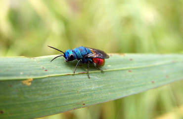 vespa