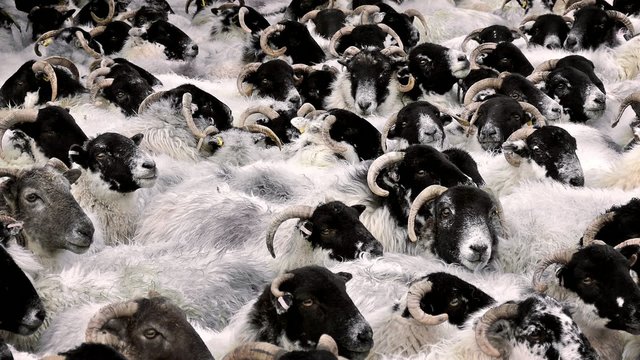 Countless Sheep Crammed Together