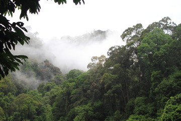 Obraz na płótnie Canvas Danum Valley Forest , Borneo, Malaysia