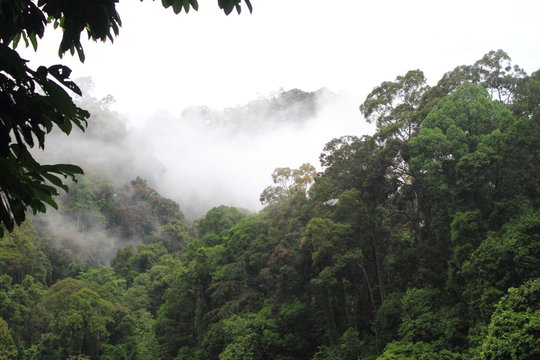 Danum Valley Forest , Borneo, Malaysia