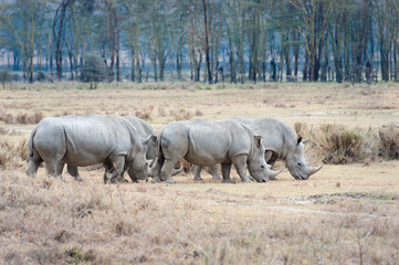 Fototapeta premium Rhino