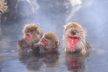 温泉に入るニホンザルの家族