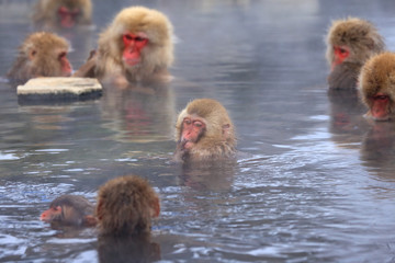 Naklejka premium 温泉に入るニホンザル