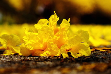 Trumpet flower tabebuia on the ground