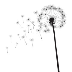 Black vector dandelions