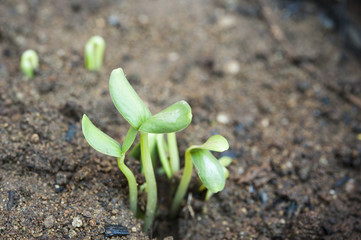 Plant Seedling