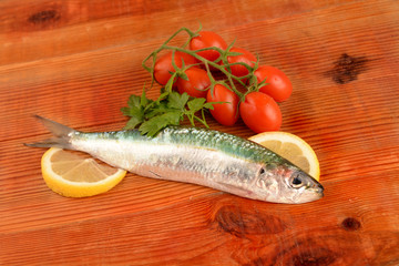 ALACCIA - SARDINELLA AURITA