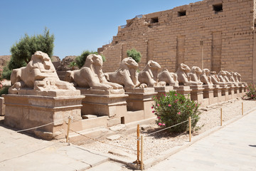 Sphinxes Statue In Karnak Temple