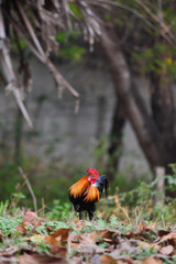 Bantam chicken