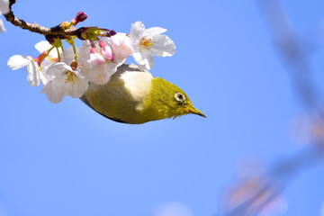 Japanese white-eye