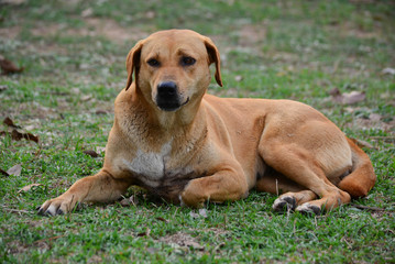 Tired dog sitting