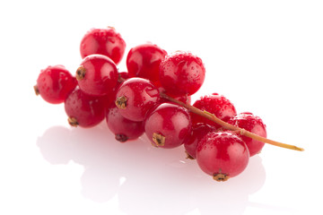 Red Currant