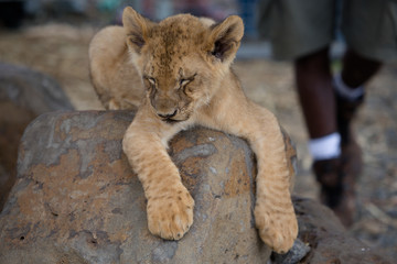 Lionceaux