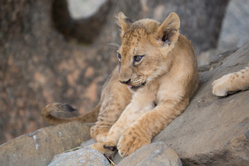 Lionceaux