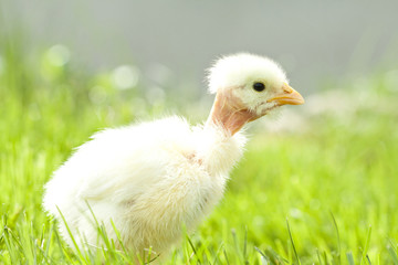 Cute chicken on green grass