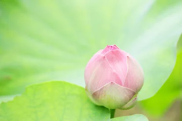 Photo sur Plexiglas fleur de lotus Pink lotus bud