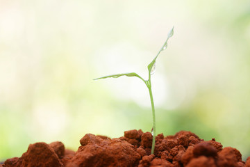 Growing plant