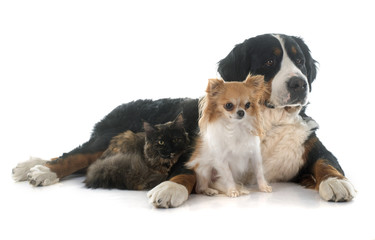 Obraz premium cat and dogs